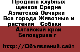 Продажа клубных щенков Средне Азиатской Овчарки - Все города Животные и растения » Собаки   . Алтайский край,Белокуриха г.